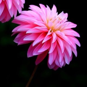 Meet your Posher, Dana